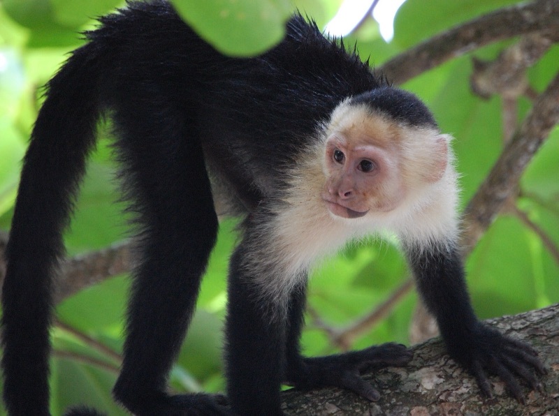 A white-faced capuchin monkey on a branch in Costa Rica