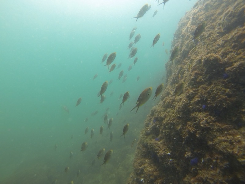 A school of fish along a rocky reef at Isla Tortuga